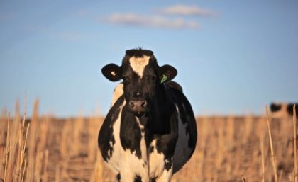 Researchers say gene editing and synthetic biology could result in ultimate genotypes in just a few generations. Image: Adobe. A black and white cow stands in a sorghum field, looking straight at the camera.